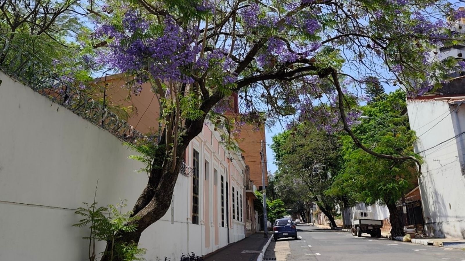 Tree-lined residential street in Asunción, Paraguay, with purple jacaranda blossoms scattered along the sidewalk.